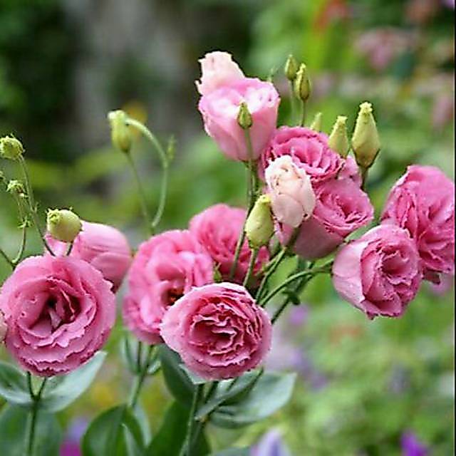 Benih EUSTOMA PINK Lisianthus Biji Bunga