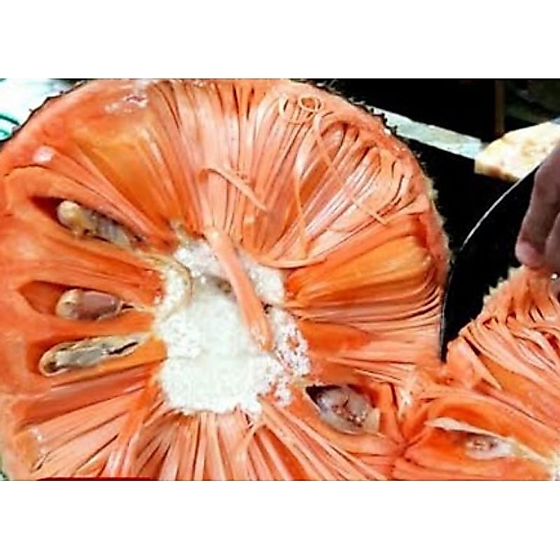 bibit nangka orange/ nangka merah