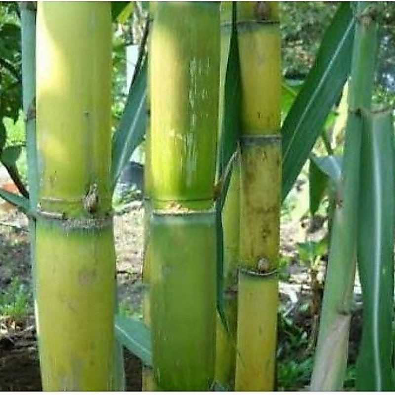500gr tebu hijau siap di konsumsi