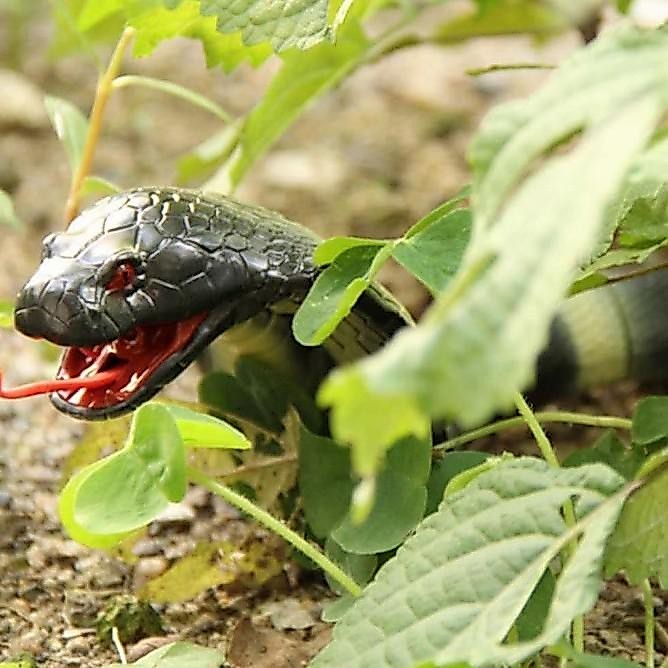 MAINAN ULAR COBRA REMOTE CONTROL MERAYAP KIRI KANAN RC