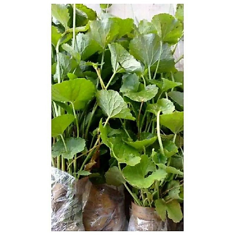 Bibit pegagan siap tanam / bibit pegagan atau antanan / bibit antanan / bibit centella asiatica / bi