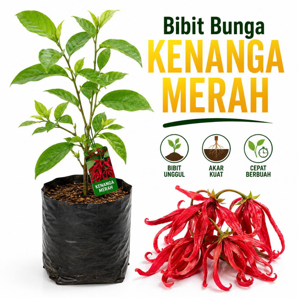 Bibit Kenanga Merah Tanaman Siap Tanam ( Aninda Shops )