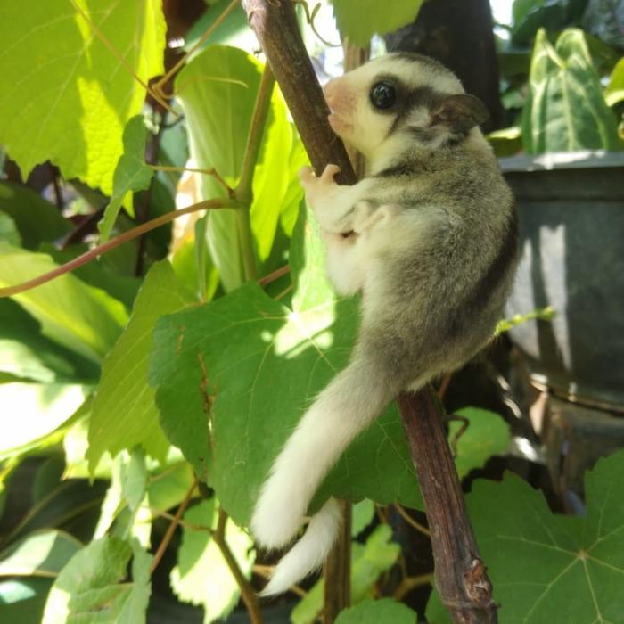 sugar glider mozaik joey
