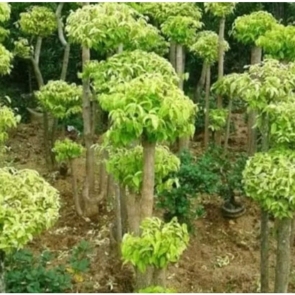 Tanaman Bonsai Anting Putri Siap Pajang Hiasan Meja