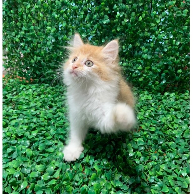 kucing persia medium anakan kucing kecil persia anggora bulu panjang bukan kucing hiamalaya flatnose