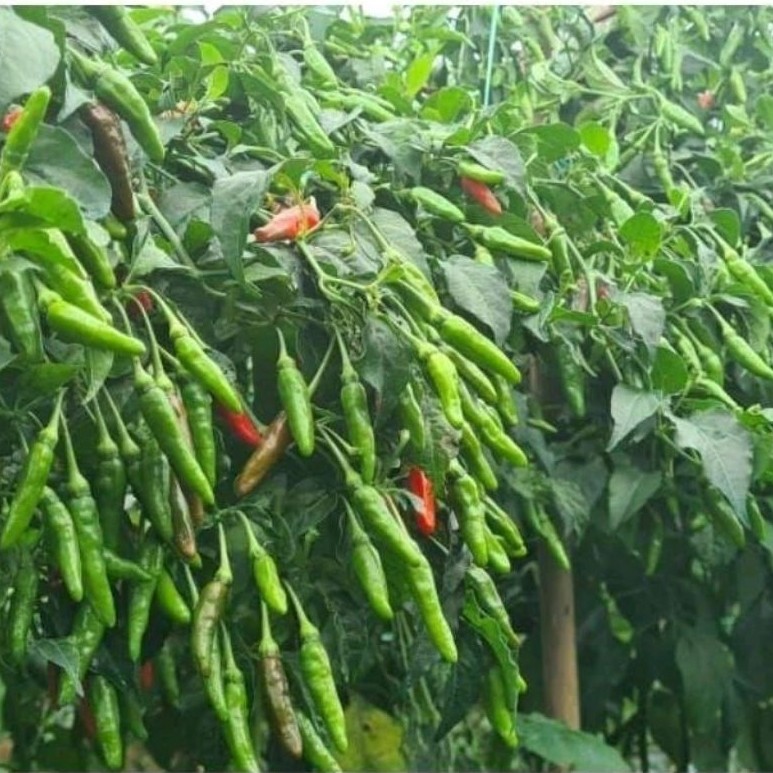 BIBIT CABE RAWIT LOKAL SIRAMOS - 100++ biji