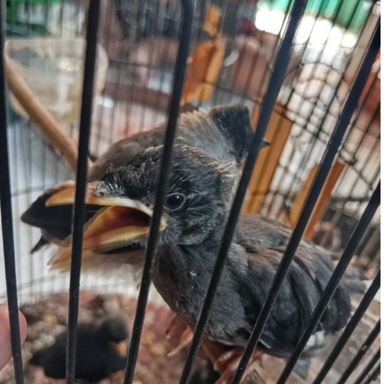 ANAKAN JALAK KEBO - KHUSUS PENGIRIMAN BANDUNG RAYA
