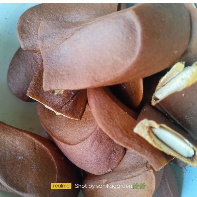 BIJI BUAH MAHONI KERING BELUM KUPAS 30 BIJI