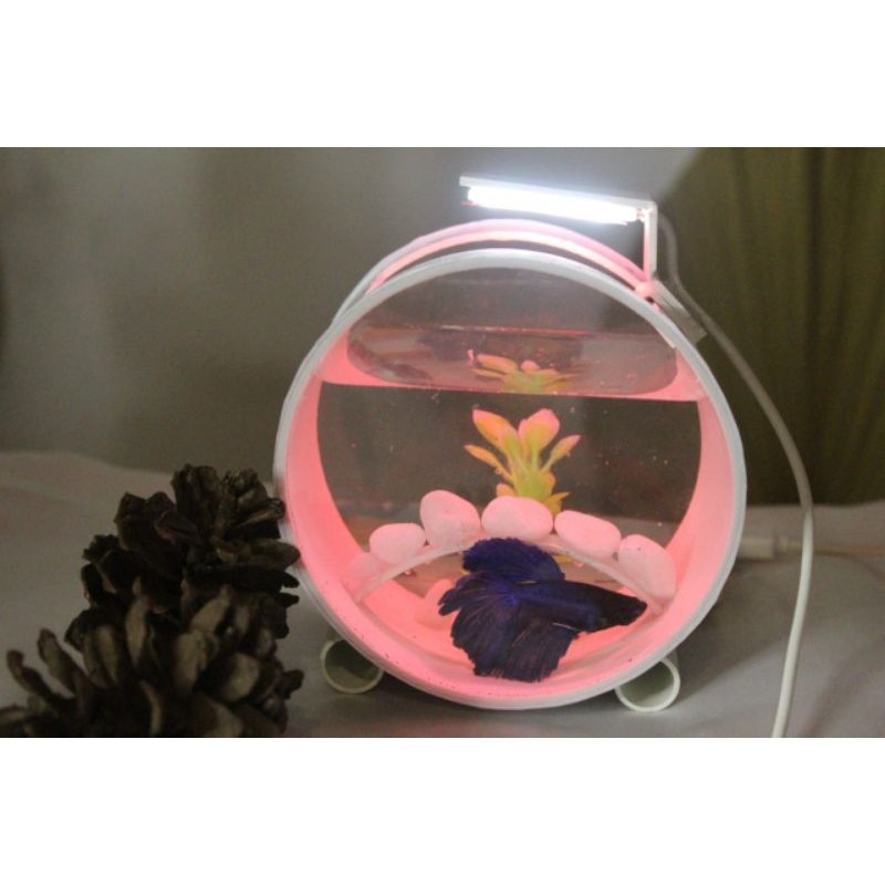 Terbaru Akuarium Mini Ikan Cupang/ Akuarium Bulat