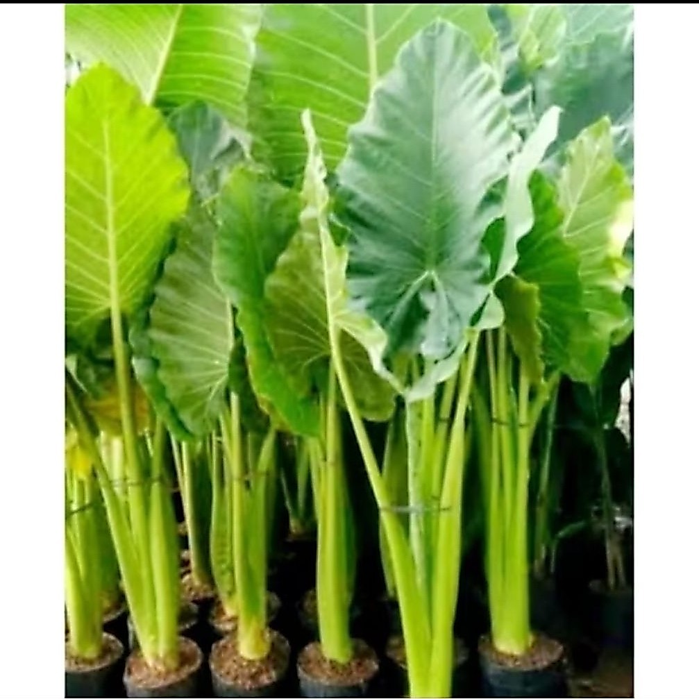 Benih Talas Sente Tinggi Protein Super Besar Extra Jumbo PAKAN GURAME
