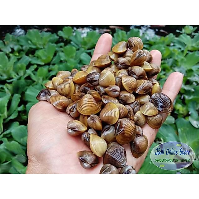Remis Laya Pensi Segar Obat Liver - Kerang Remis Laya (isi 2 paket lebih hemat)