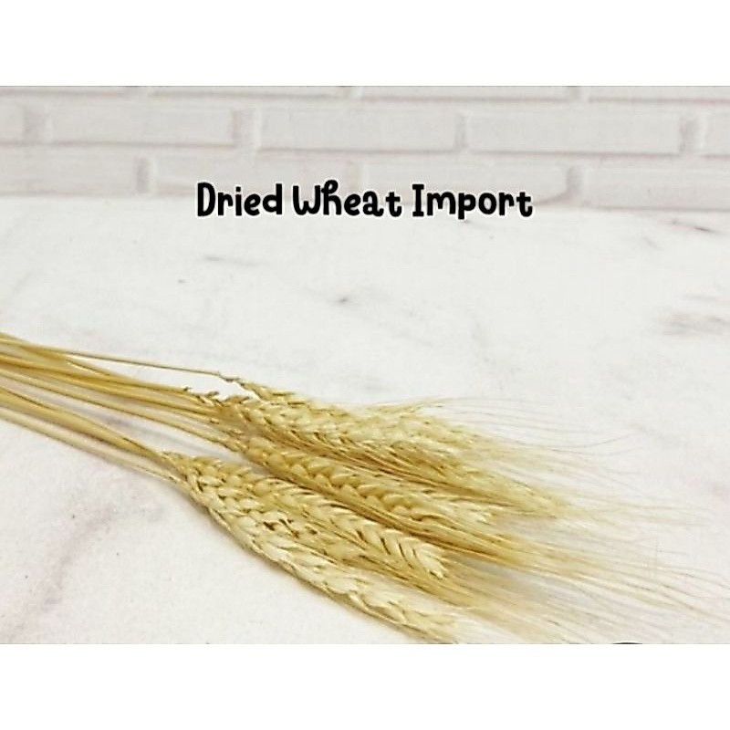IMPORT dried wheat / gandum kering props fotografi aksesoris kayu
