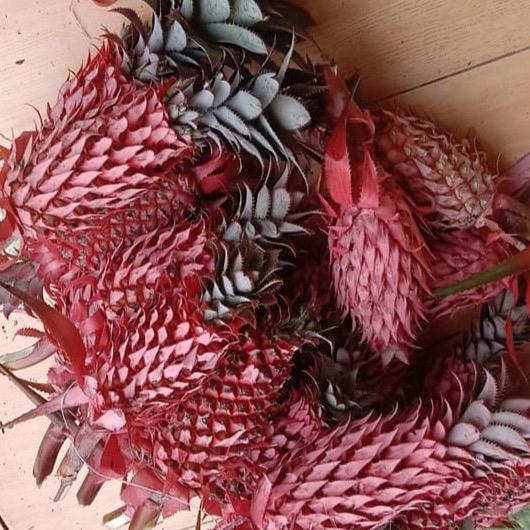 Nanas merah nanas hutan segar
