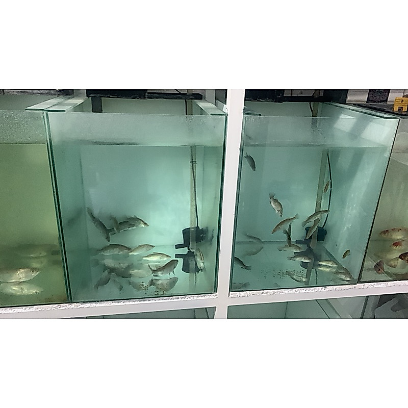Baramundi/Kakap air tawar 5cm