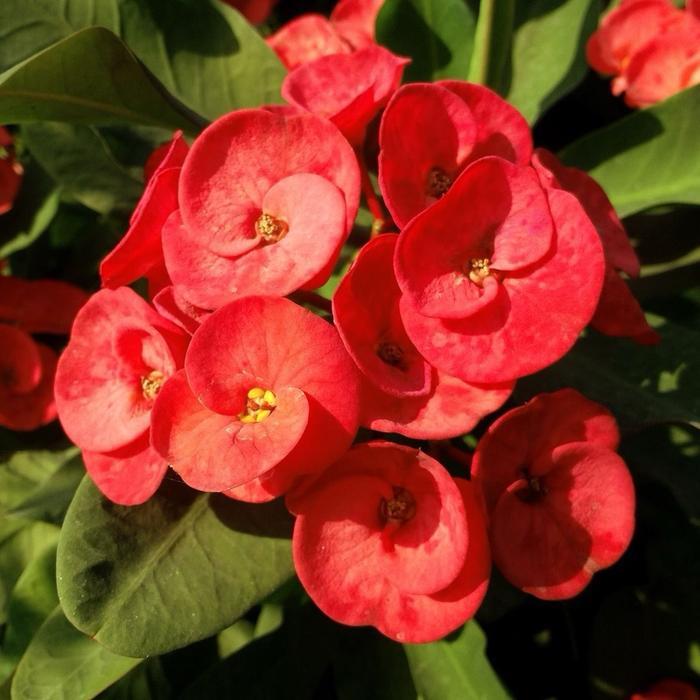 Tanaman hias euforbia bunga merah - eforbia merah
