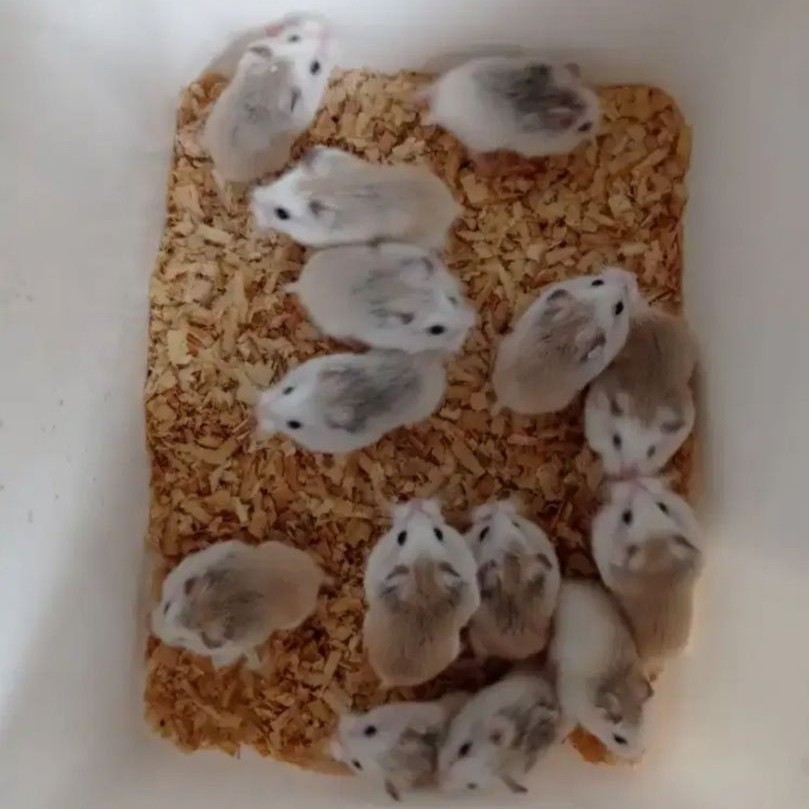 hamster roborovski