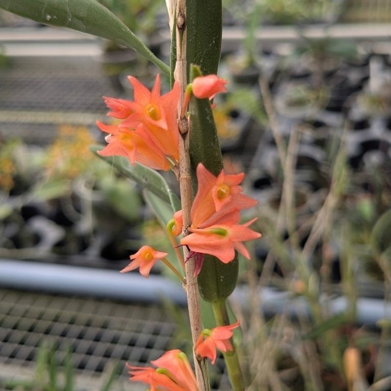 dendrobium faciperum atau anggrek merpati merah spesies pulou komodo