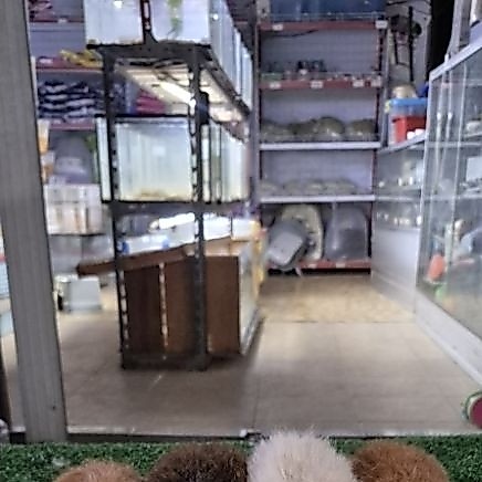 guinea pig jenis teddy adalah marmut yg memiliki bulu yang keriting/berintik berbeda dari jenis marm