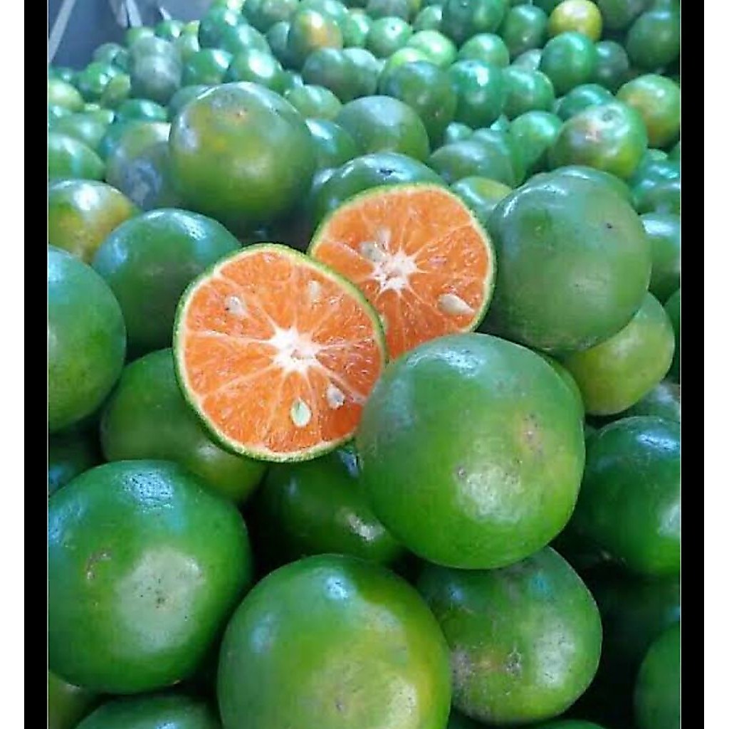 jeruk peras.asli jember 1kg