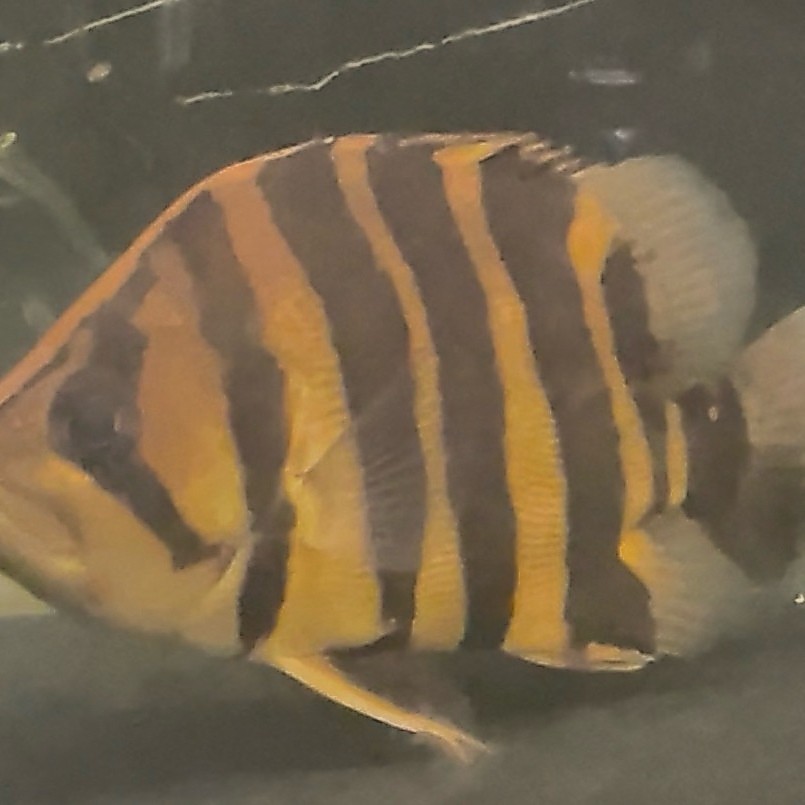 Hiasan Aquarium Ikan Datz Tiger fish 20cm