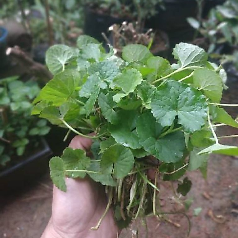 Daun pegagan asli daun pegagan segar 1 ikat