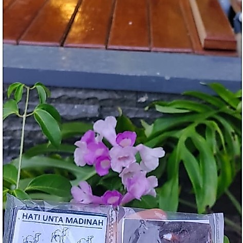 HATI UNTA MADINAH ASLI