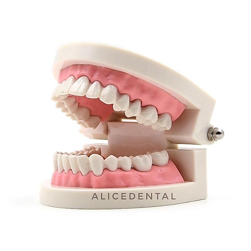 Dental study model gigi studi edukasi phantom typodont contoh manekin gigi patung gigi teaching mode