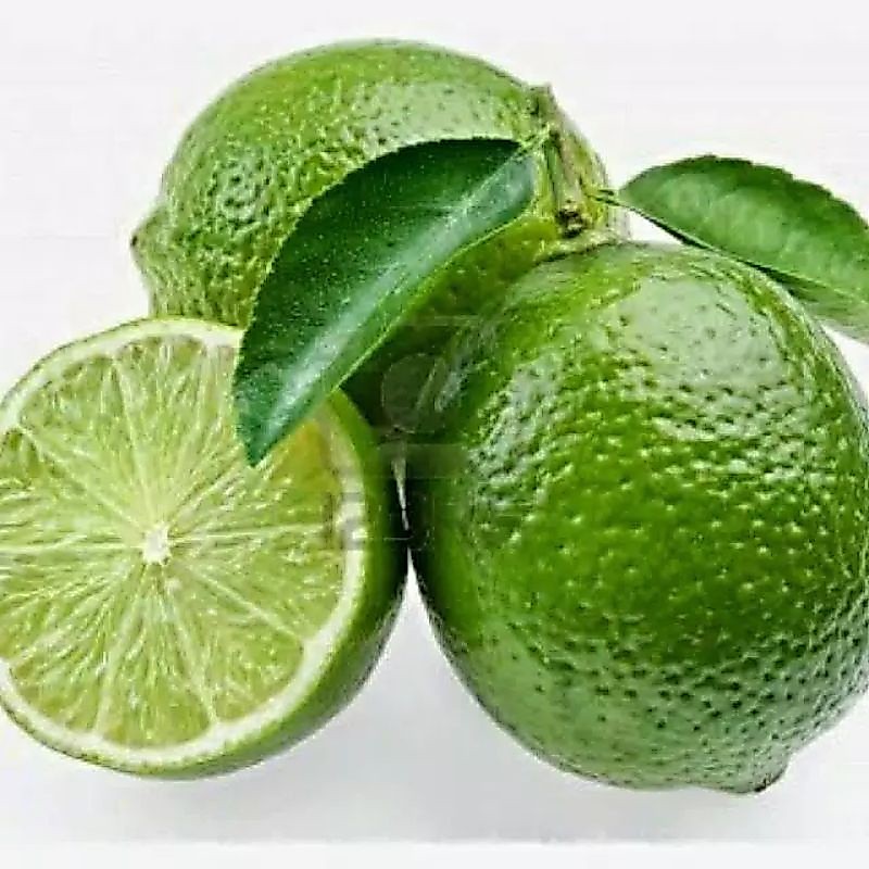 3 Biji/Benih/Bibit jeruk nipis