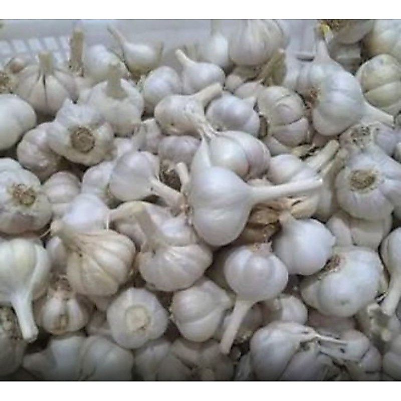 Bawang Putih Kating ( KATING )