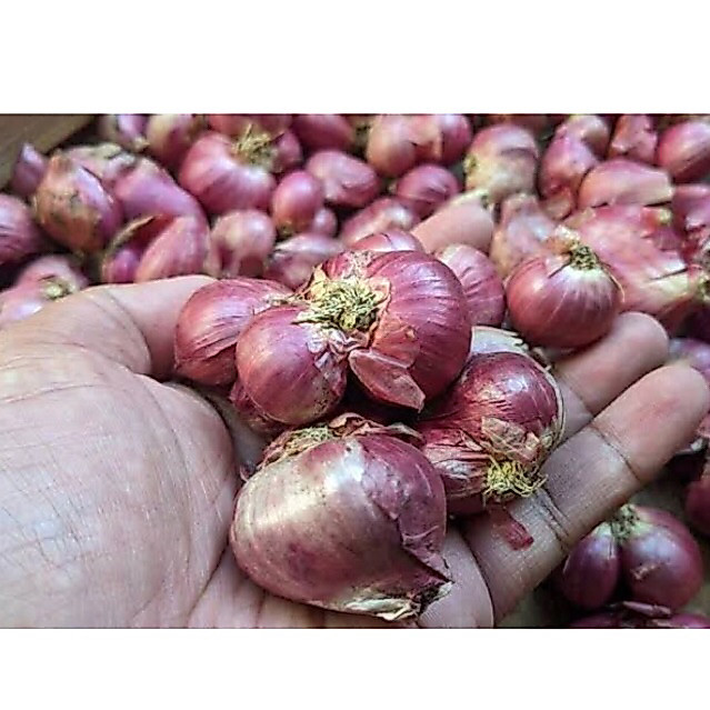 Bawang Merah Nganjuk 1 kg | Bawang Merah Lokal | Bawang merah 1 kg | Bawang merah fresh 1 kg | Bramb