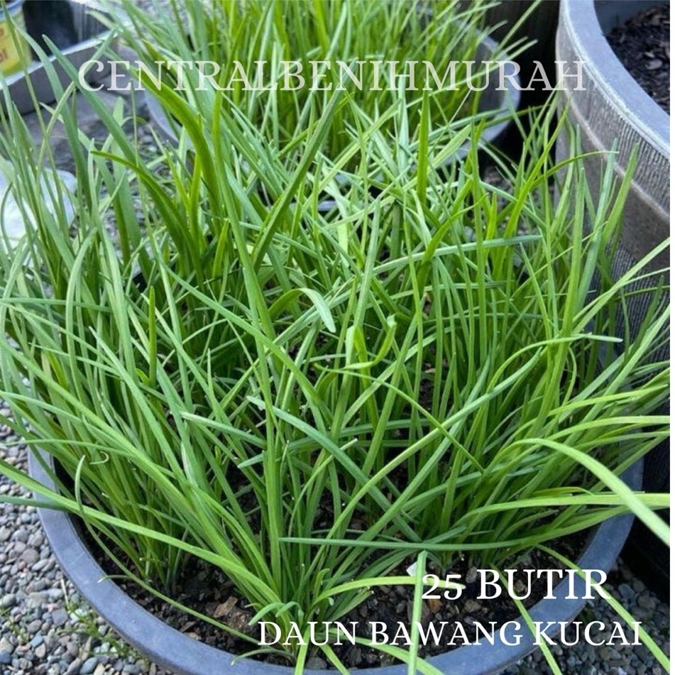 25 BUTIR BENIH TANAMAN DAUN BAWANG KUCAI