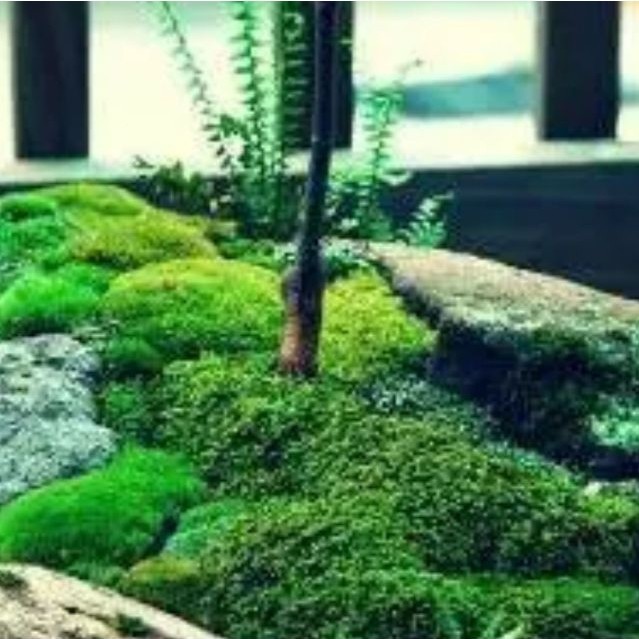 lumut bonsai/lumut hias/lumut hias tanaman (1000gram)