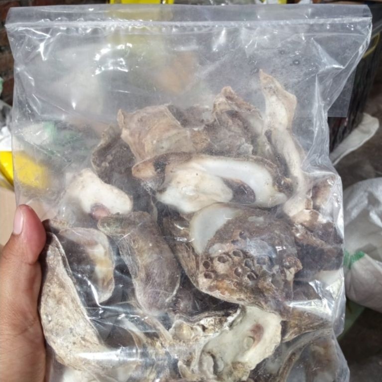 Cangkang kerang oyster