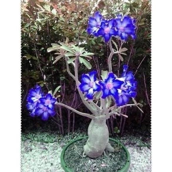 Bibit bunga hidup Kamboja Jepang/adenium godji /Bonsai Bluewhite aden murah