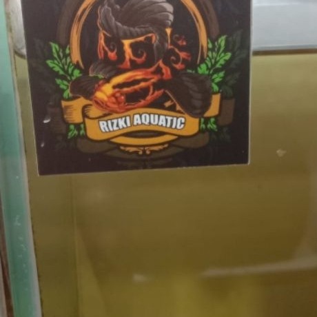 Stiker Stewarti 7cm