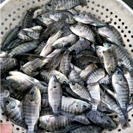 Bibit Ikan Mujair Hitam Super Literan