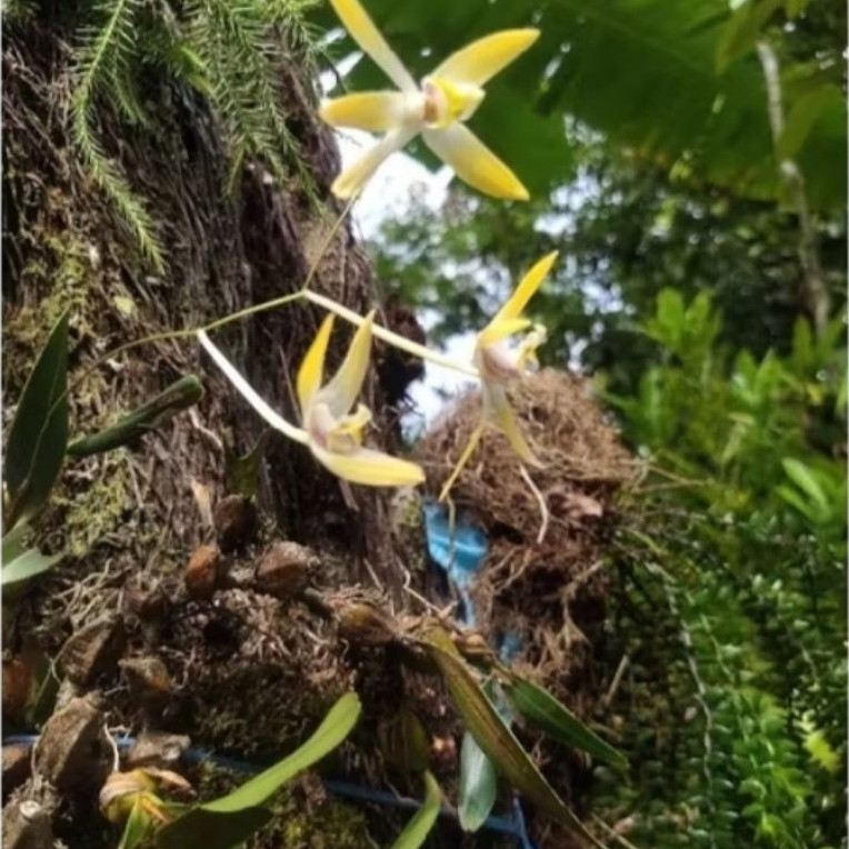 tanaman hias anggrek hutan mini