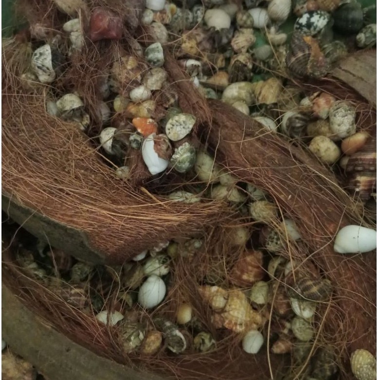 kelomang umang-umang 1 kg