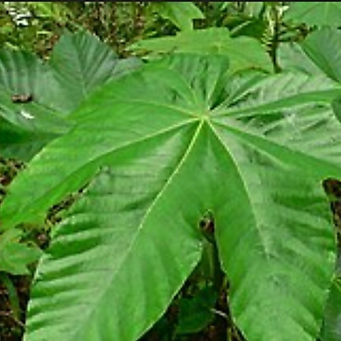Daun picung muda,segar/500 gr