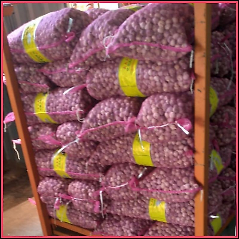 BEST SELLER BAWANG PUTIH TUNGGAL LANANG 1 KG JUMBO SUPER - BAWANG LANANG - BAWANG PUTIH LANANG