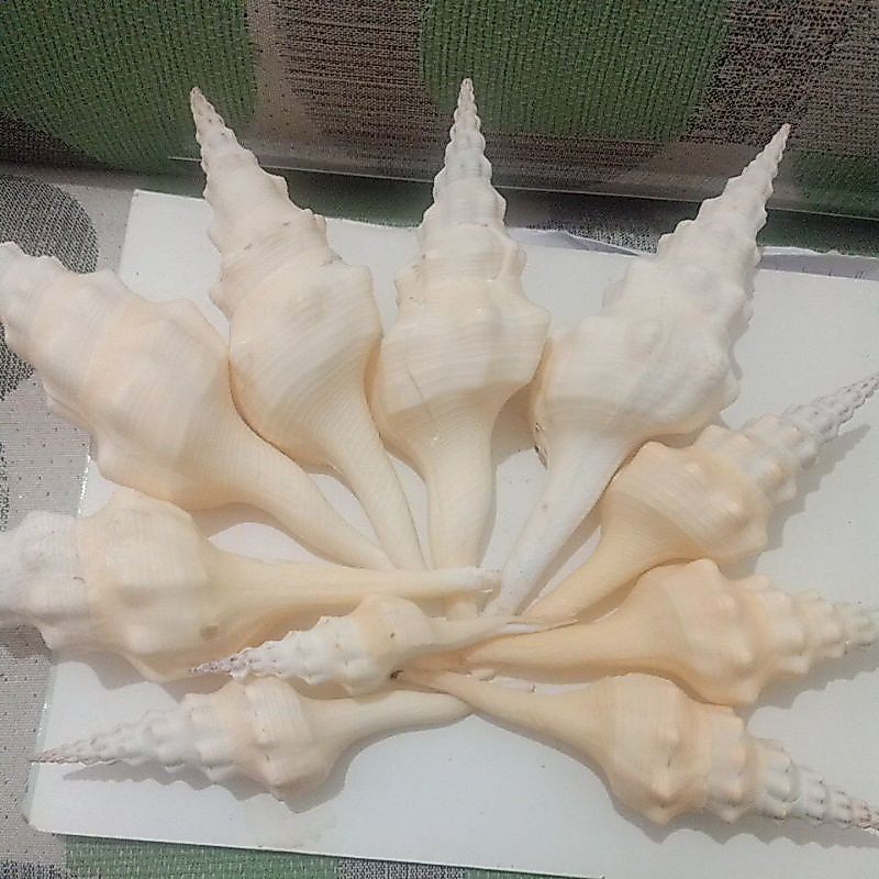 CANGKANG KERANG FUSINUS COLUS