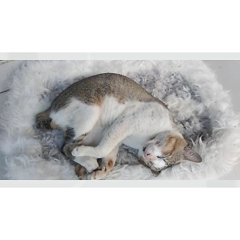 Tempat Tidur Kucing Murah / Kasur Kucing Murah / Kasur Kucing Bulu