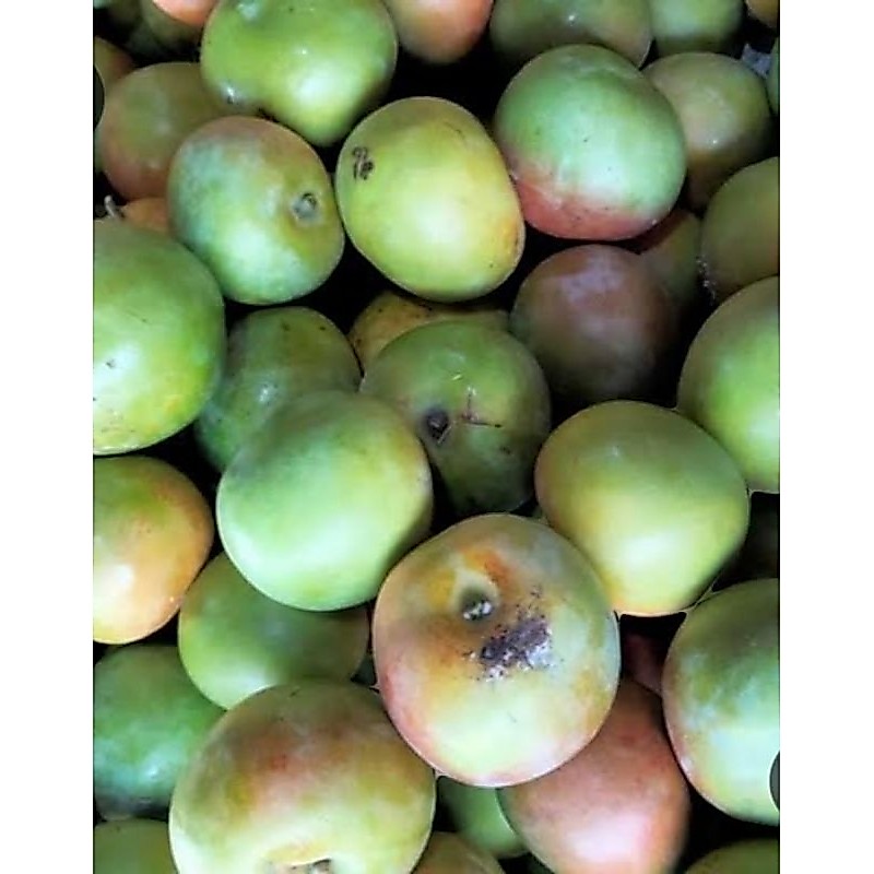 Mangga muda apel gincu 1 kg