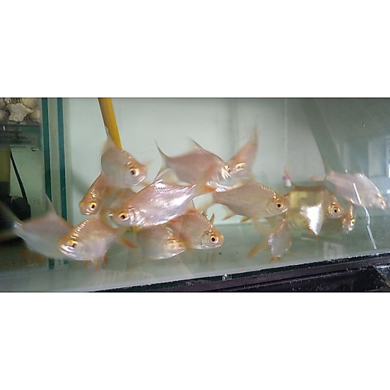 Ikan Kapiat Albino / Ikan Hias Akuarium Air Tawar