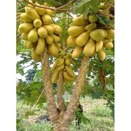 READY 50 BENIH BENIH BIBIT PEPAYA EMAS PEPAYA GOLDEN MEXICO