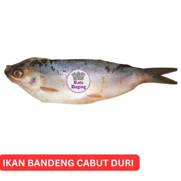Ikan Bandeng Cabut Duri Bandeng Tanpa Duri - SUPER DEAL!!!