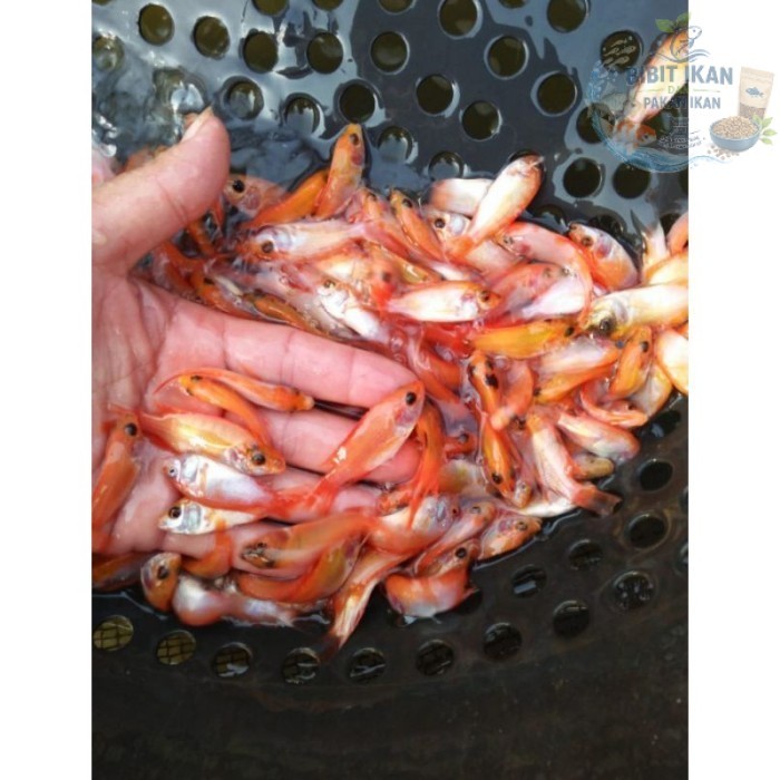 bibit / benih ikan nila merah 1/2 jari per ekor ( bibit ikan hidup ) / bibit ikan di bandung