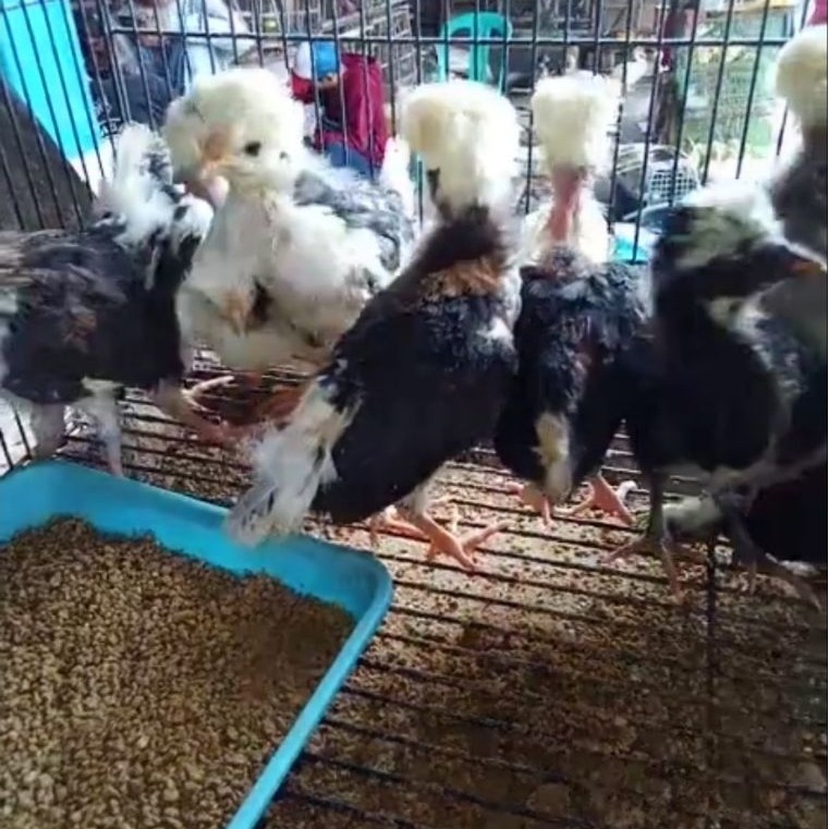 Ayam Hias Polandia Sehat cocok untuk hobby