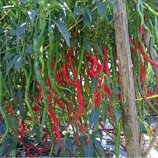 Benih Cabe Merah Keriting Tinggi 2 Meter Lokal Legum 10 Gram - Cmk Lokal Legum - Bibit Cabai Siboras