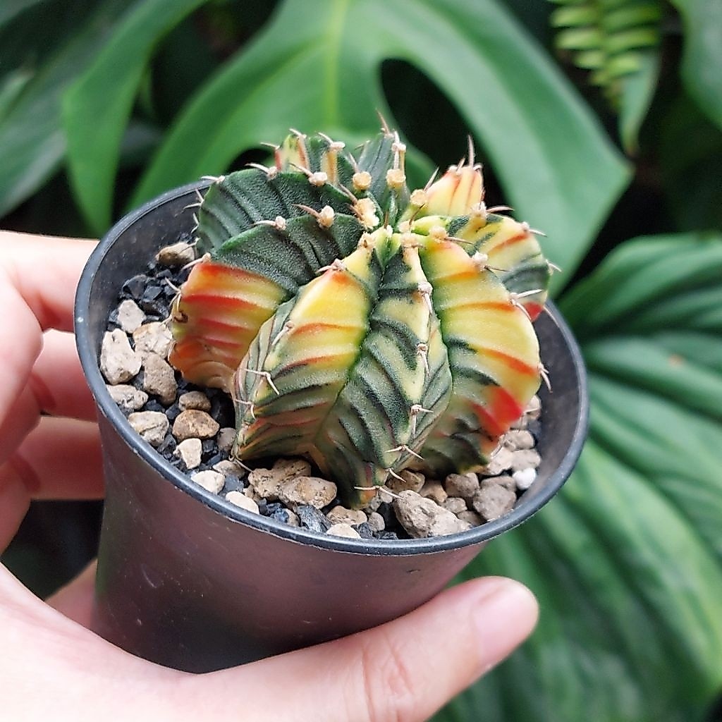 Kaktus Cantik Gimno Gymno Gymnocalycium LB Single Spine Varigata Seeding